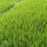 बिगत ३ दिन देखि पानी पर्दा कृषक हर्षित