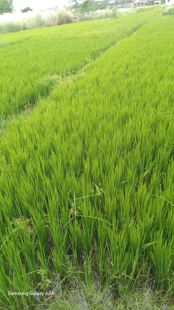 बिगत ३ दिन देखि पानी पर्दा कृषक हर्षित